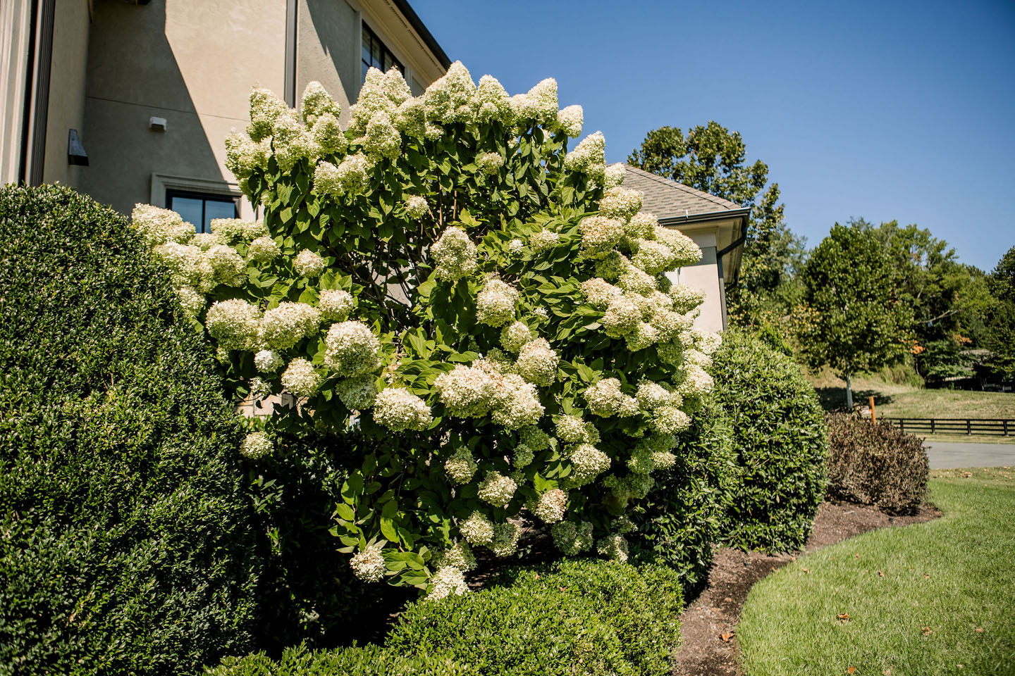 lucas and clark grounds company, professional lawn care and landscaping