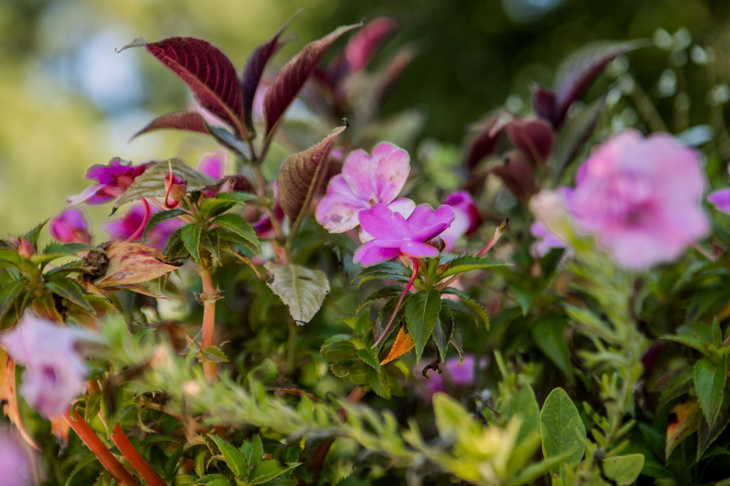 close up of healthy flowers from L&C grounds company in mclean va