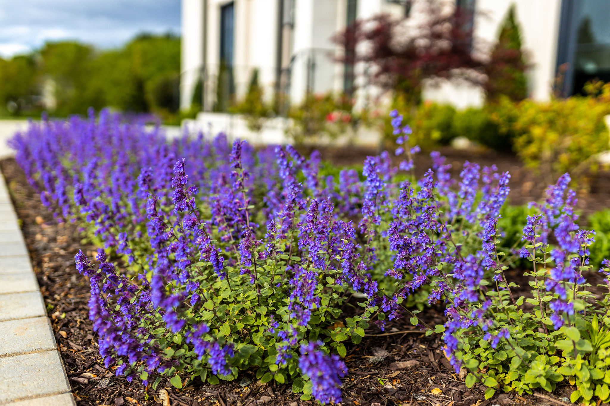 lucas and clark grounds company, professional lawn care and landscaping