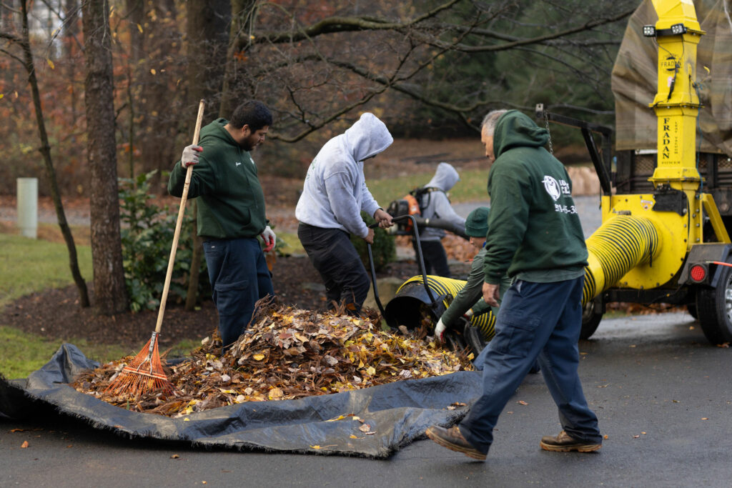 Landscaping Great Falls VA leaf removal