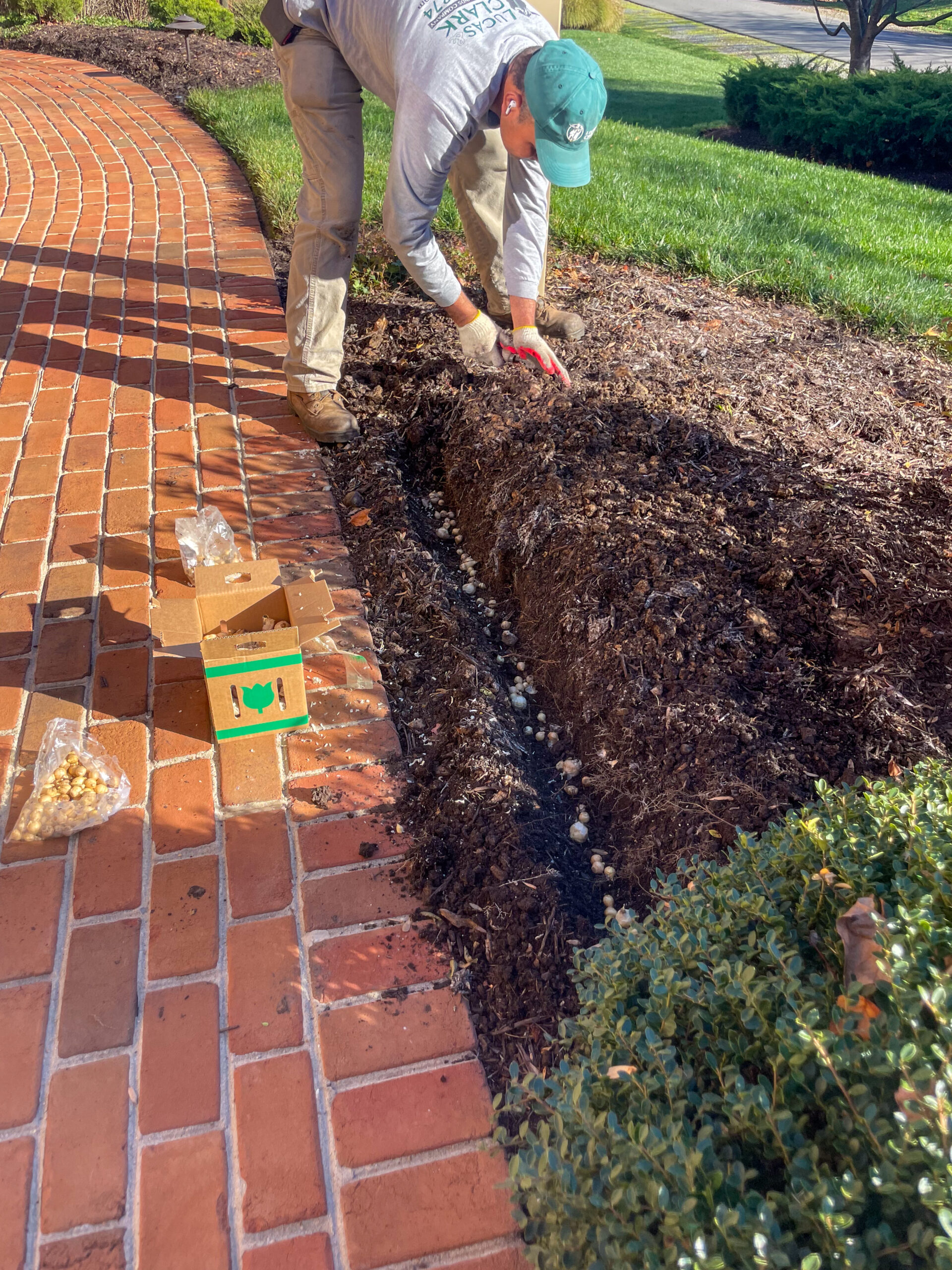 flower bulb install in winter