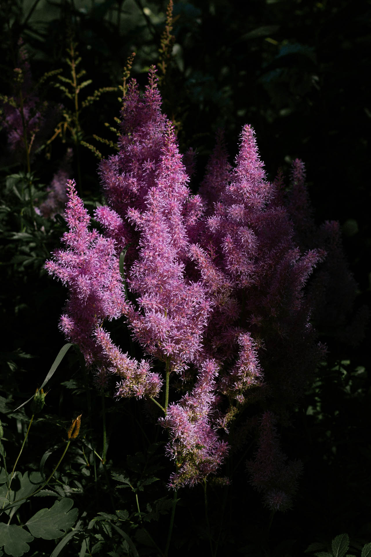 shade garden astilbes northern va